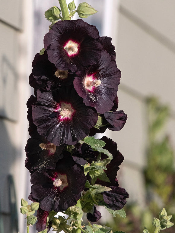 Alcea rosea Nigra (Stockrose)