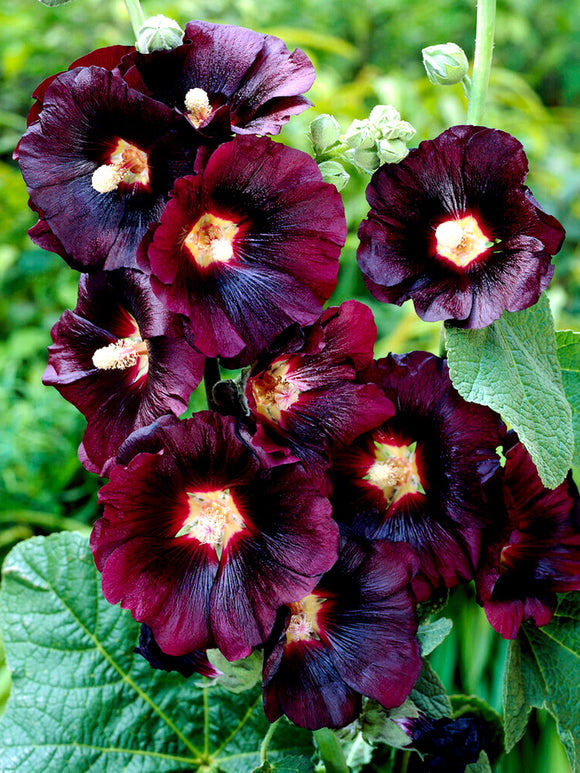 Alcea rosea Nigra (Stockrosen)