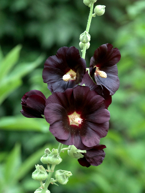 Alcea rosea Nigra (Stockrosen) Stauden