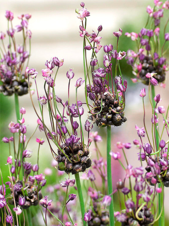 Allium scorodoprasum Art