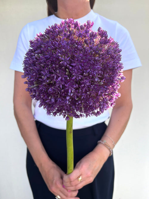 Allium Globemaster (Zierlauch)