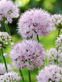 Allium Summer Beauty (Zierlauch)