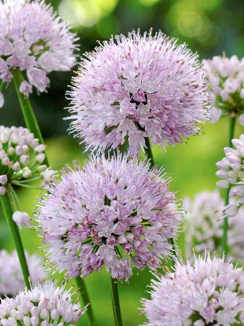 Allium Summer Beauty (Zierlauch)