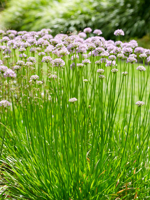 Allium Summer Beauty (Zierlauch) bestellen