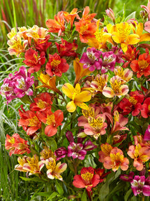 Alstroemeria Majestic Mix (Inkalilie)