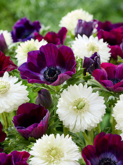 Anemone Bordeaux Auf einen Blick Kollektion, Lieferung nach Deutschland im Herbst