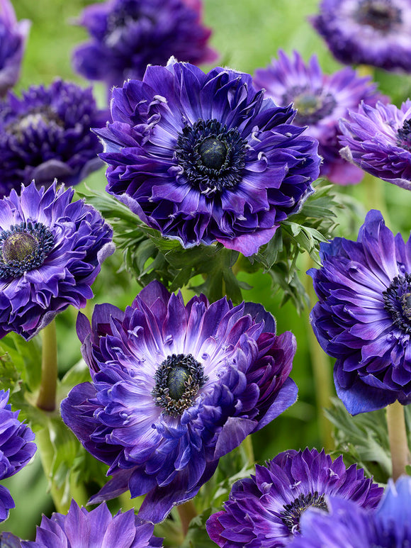 Anemone Fullstar Blue