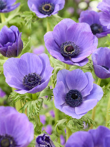 Anemone Galilee Blau