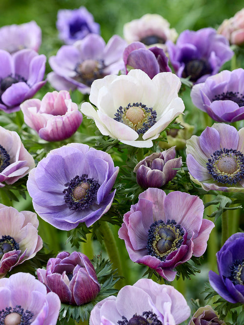 Buy Anemone Galilee Pastel Mix, delivery to UK in Spring