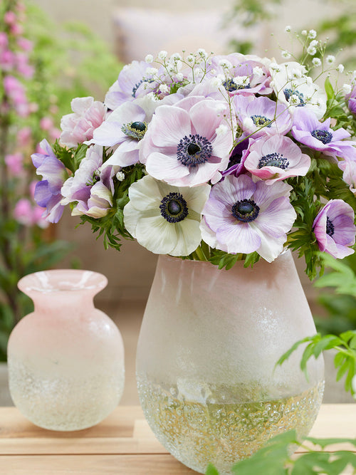 Buy Anemone Galilee Pastel Mix