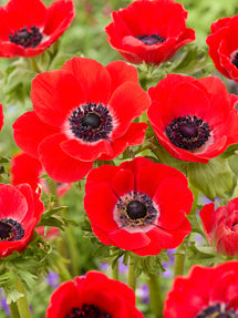 Anemone Galilee Rot