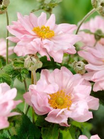 Herbst-Anemone Queen Charlotte