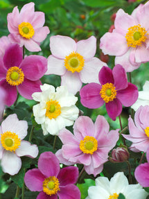 Herbst-Anemone Mischung