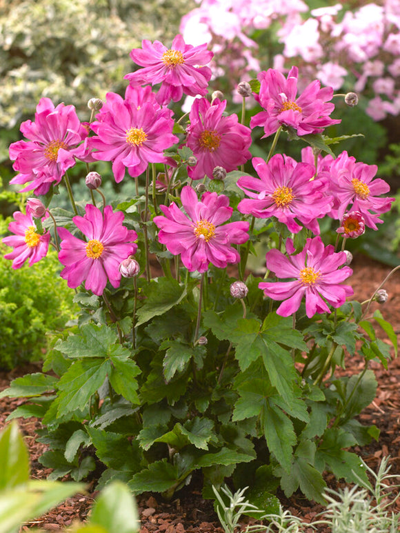 Anemone bare roots - Japanese Anemone Prince Henry