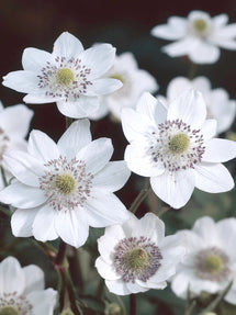 Anemone Leveillei (Herbst-Anemone)