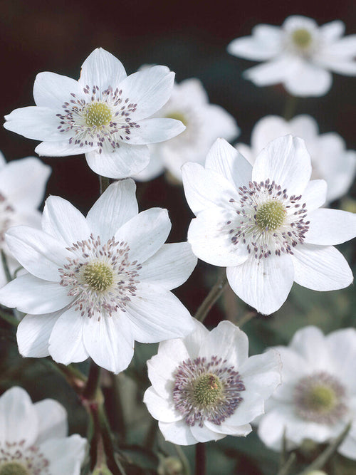 Anemone Leveillei (Windröschen)