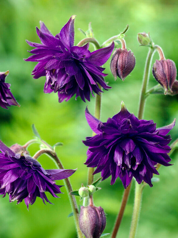 Buy Columbine Blue Barlow (Aquilegia) bare roots