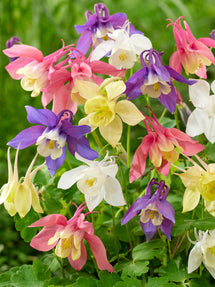 Akelei (Aquilegia) McKana Hybrids Mischung