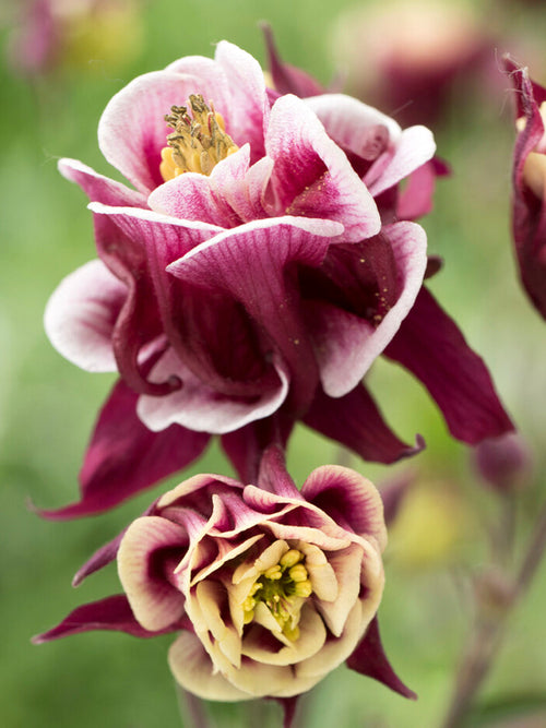 Buy Columbine Winky Red and White (Aquilegia) for Spring planting