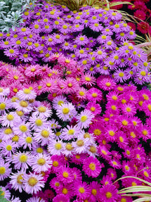 Kissen-Aster Pastel Mix