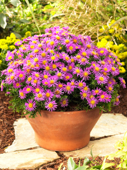 Aster dumosus 'Alice Haslam' - Stauden