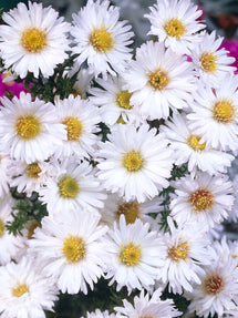 Glattblatt-Aster novi-belgii White Ladies