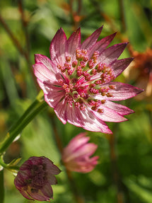 Astrantia (Sterndolde) major Sparkling Stars Pink