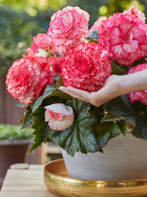 Begonia AmeriHybrid® Picotee Weiß und Rosa