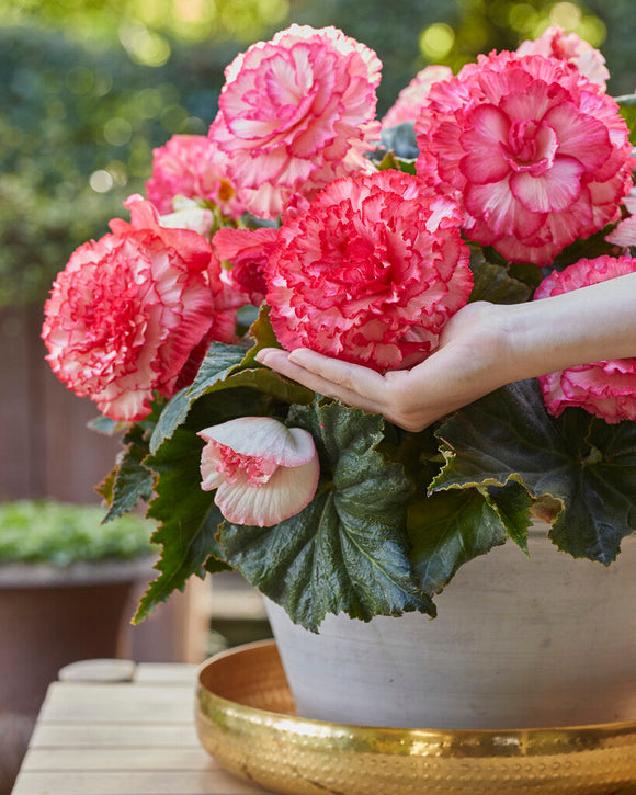 Kaufen Begonia AmeriHybrid® Picotee Weiß und Rosa