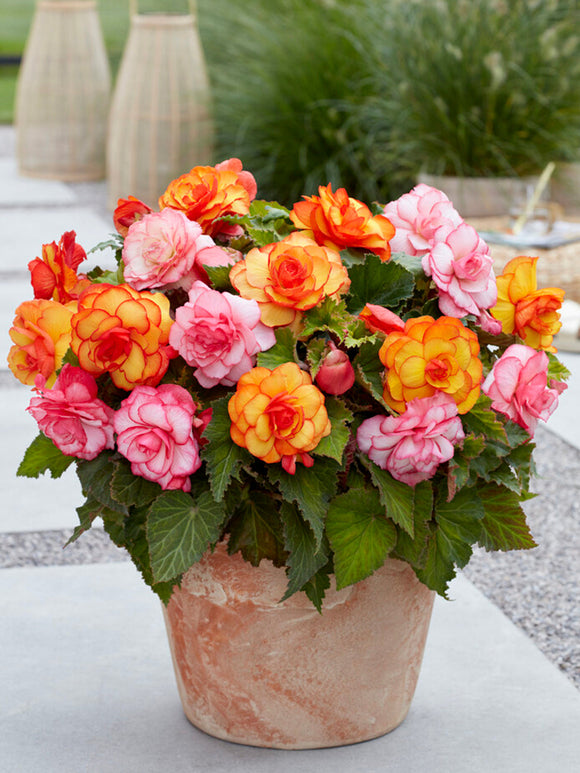 Begonia Tropical Mix