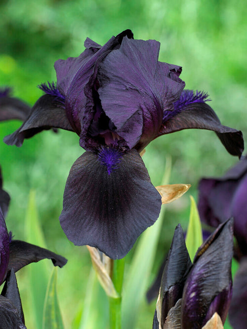 Black Knight' Iris | Dunkle Schwertlilie