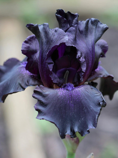 Black Knight Iris | Dunkle Schwertlilie kaufen