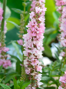 Lythrum Salicaria Blush (Blut-Weiderich)