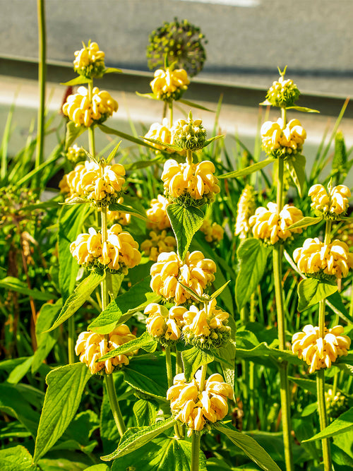 Brandkraut - Phlomis russeliana - gelb