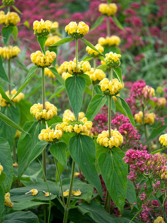 Brandkraut Phlomis Russeliana