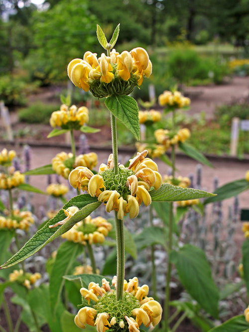 Brandkraut – Phlomis russeliana kaufen