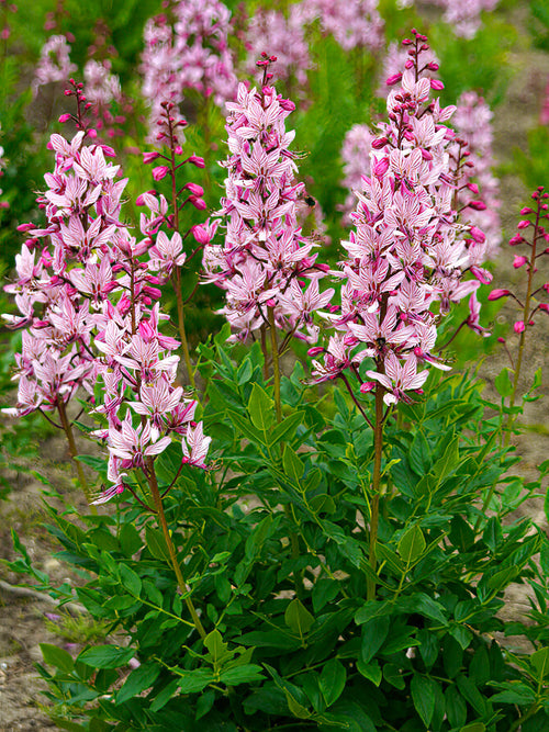 Brennender Busch (Diptam) - Dictamnus albus Stauden