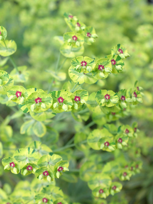 Busch Wolfsmilch Ascot Rainbow - Euphorbia martinii