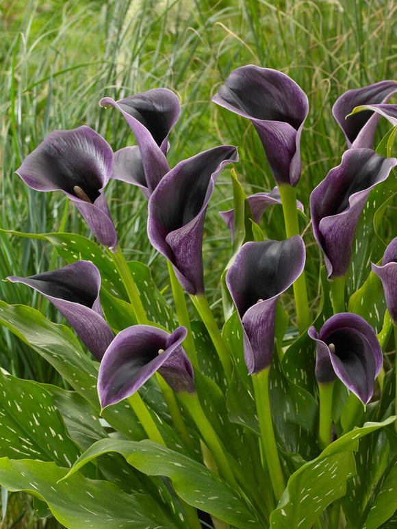 Calla Lilie Akela blumenzwiebeln