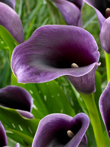 Calla Lilie Akela