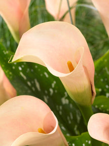 Calla Lilie Auckland