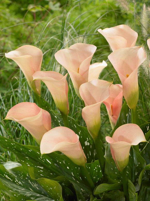 Calla Lilie Auckland Blumenzwiebeln