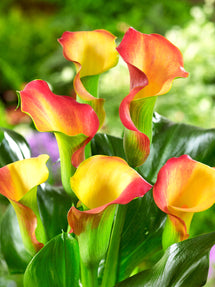 Calla Lilie Captain Lido