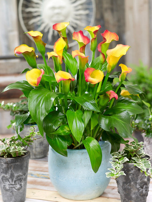 Calla Lilie Captain Lido Zwiebeln kaufen