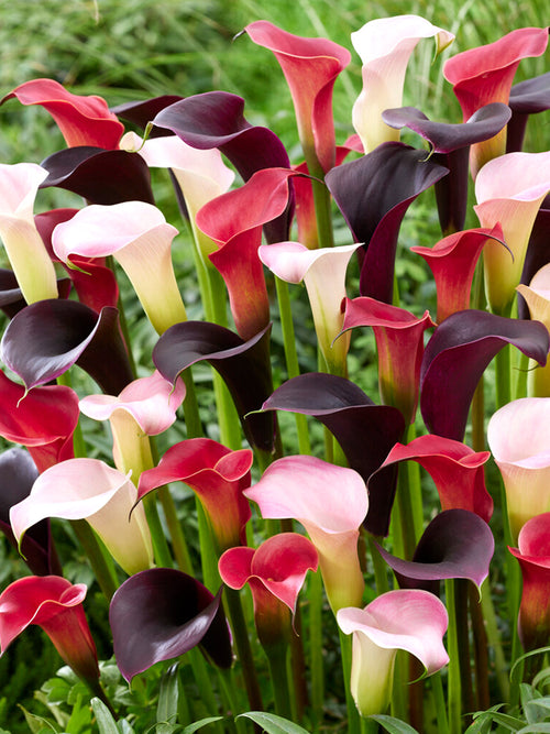 Calla Lilie Zwiebeln kaufen Twilight Trio Collection