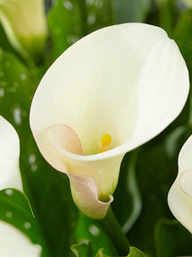 Calla Lilie Captain Ventura