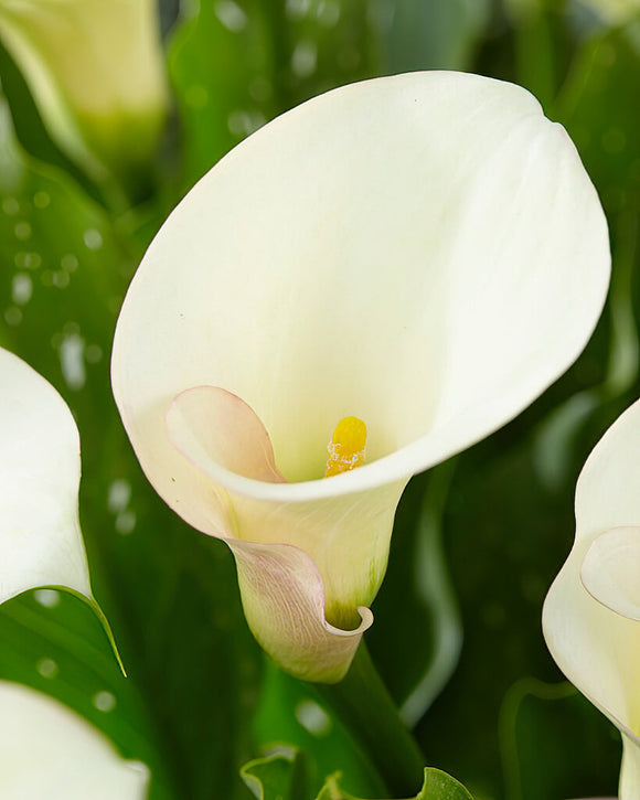 Calla Lily Captain Ventura