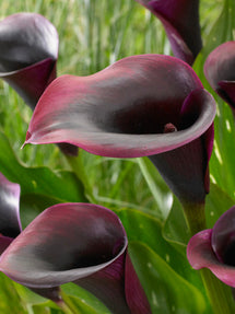 Calla Lilie Rudolph