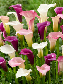 Calla Lilie Lavender Lace Kollektion