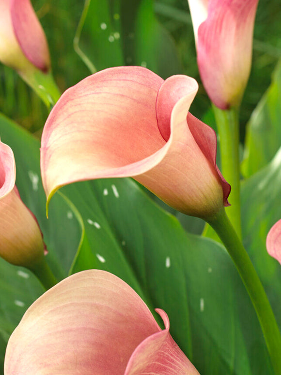 Calla Zwiebeln Lilie Captain Rosette